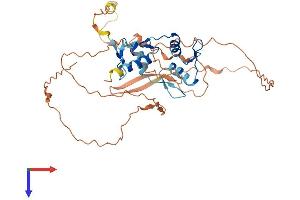 YY2 Protein (AA 1-372) (His tag)