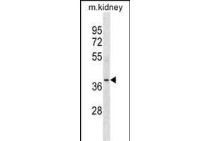 POC1A Antibody (N-term) (ABIN1539307 and ABIN2849965) western blot analysis in mouse kidney tissue lysates (35 μg/lane).