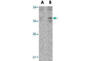 Western blot analysis of IL27 in EL4 lysate with IL27 polyclonal antibody  at (A) 2 and (B) 4 ug/mL .