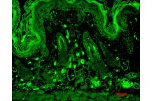 Immunohistochemistry analysis using Mouse Anti-PSD95 Monoclonal Antibody, Clone 7E3 . (DLG4 Antikörper  (Atto 594))