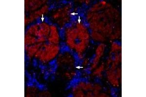 Immunohistochemistry (IHC) image for anti-Solute Carrier Family 2 (Facilitated Glucose Transporter), Member 4 (SLC2A4) (AA 495-507), (Intracellular) antibody (Atto 594) (ABIN7043701)