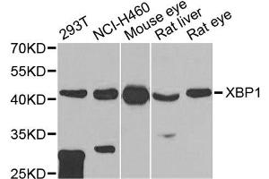 Western blot analysis of extracts of various cell lines, using XBP1 antibody.