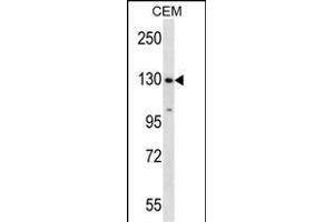 SF3B1 Antibody (N-term) (ABIN657676 and ABIN2846668) western blot analysis in CEM cell line lysates (35 μg/lane).