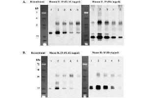 Immunoprecipitation of recombinant IL-33 proteins using anti-IL-33 (human), mAb (IL33026B) . (IL-33 Antikörper)