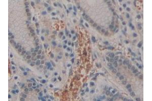 Immunohistochemistry (IHC) image for anti-Glutamyl Aminopeptidase (Aminopeptidase A) (ENPEP) (AA 718-948) antibody (ABIN7443356)