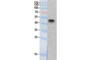 Western Blotting (WB) image for anti-Tumor Protein P53 (TP53) (Internal Region) antibody (ABIN3178522) (p53 Antikörper  (Internal Region))