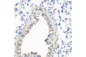 Immunohistochemistry of paraffin-embedded mouse lung using CAV3 antibody at dilution of 1:200 (40x lens). (Caveolin 3 Antikörper)