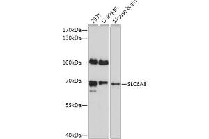 Western blot analysis of extracts of various cell lines, using SLC6 antibody (ABIN7270473) at 1:1000 dilution. (SLC6A8 Antikörper  (AA 539-635))