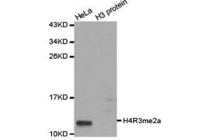 Western Blotting (WB) image for anti-Histone H4 (2meArg3) antibody (ABIN1872990)