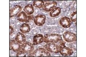 Immunohistochemistry of RTP801 in mouse kidney tissue with this product at 5 μg/ml. (DDIT4 Antikörper  (Center))