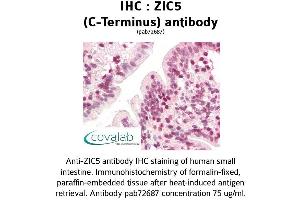 Image no. 3 for anti-Zinc Family Member 5 (ZIC5) (C-Term) antibody (ABIN1740919) (ZIC5 Antikörper  (C-Term))