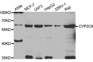 Western blot analysis of extracts of various cell lines, using CYP2C9 antibody (ABIN5973660) at 1/1000 dilution. (CYP2C9 Antikörper)
