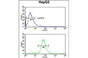 Flow cytometric analysis of HepG2 cells (bottom histogram) compared to a negative control cell (top histogram). (GSTA4 Antikörper  (N-Term))