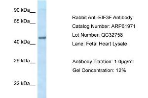 Western Blotting (WB) image for anti-Eukaryotic Translation Initiation Factor 3 Subunit F (EIF3F) (C-Term) antibody (ABIN786528) (EIF3F Antikörper  (C-Term))