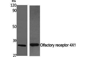 Western Blot (WB) analysis of specific cells using Olfactory receptor 4X1 Polyclonal Antibody.