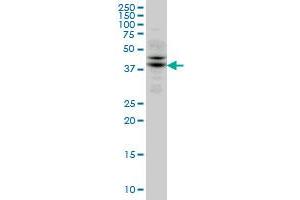 TRIB2 antibody  (AA 254-343)