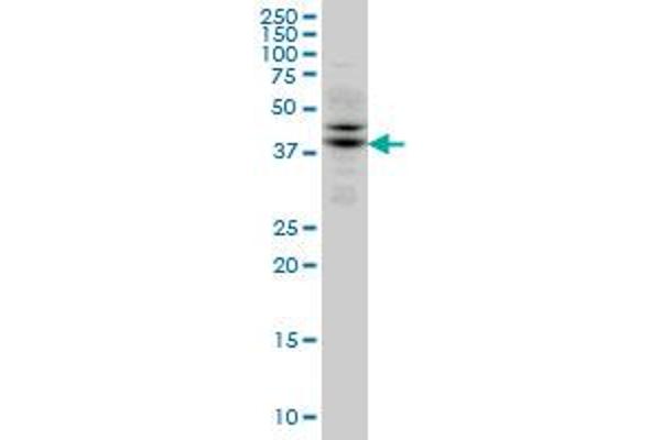 TRIB2 antibody  (AA 254-343)