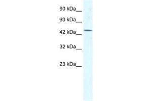 Western Blotting (WB) image for anti-Eukaryotic Translation Initiation Factor 4A3 (EIF4A3) antibody (ABIN2461349) (EIF4A3 Antikörper)