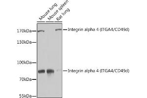 Western blot analysis of extracts of various cell lines, using Integrin alpha 4 (ITG/CD49d) antibody (ABIN3021105, ABIN3021106, ABIN3021107 and ABIN6213953) at 1:1000 dilution. (ITGA4 Antikörper  (C-Term))