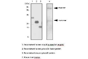 Western Blotting (WB) image for anti-Adiponectin (ADIPOQ) antibody (ABIN361007) (ADIPOQ Antikörper)