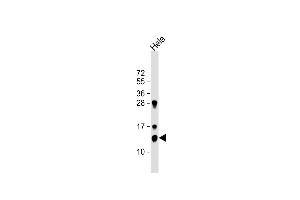 Anti-TrX Antibody (M1) at 1:1000 dilution + Hela whole cell lysate Lysates/proteins at 20 μg per lane. (TXN Antikörper  (N-Term))