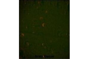 Immunofluorescence (IF) image for anti-Beclin 1, Autophagy Related (BECN1) antibody (ABIN658976)