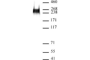 RNA pol II phospho Ser7 antibody (mAb) (Clone 3D4A12) tested by Western blot. (Rpb1 CTD Antikörper  (pSer7))