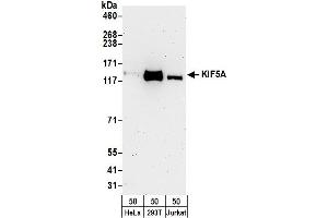 anti-Kinesin Family Member 5A (KIF5A) (AA 982-1032) antibody