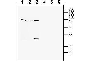 Western blot analysis of human  monocytic leukemia cell line lysates (lanes 1 and 4), human HUVEC endothelial cell line lysates (lanes 2 and 5) and mouse  microglia cell line lysate:1-3. (Tetraspanin 18 Antikörper  (Extracellular))