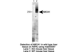 Image no. 1 for anti-ATP-Binding Cassette, Sub-Family A (ABC1), Member 1 (ABCA1) (Extracellular Loop), (N-Term) antibody (ABIN363251) (ABCA1 Antikörper  (Extracellular Loop, N-Term))