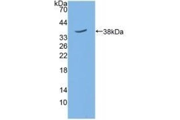 SIRT6 Antikörper  (AA 1-334)