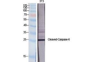Western Blotting (WB) image for anti-Caspase 6 p18 (Asp162), (cleaved) antibody (ABIN3181763) (Caspase 6 p18 (Asp162), (cleaved) Antikörper)