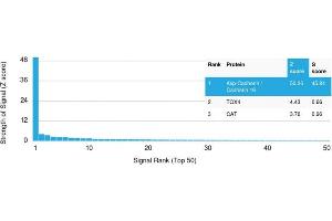Analysis of Protein Array containing more than 19,000 full-length human proteins using CDH16-Monospecific Mouse Monoclonal Antibody (CDH16/2125). (Cadherin-16 Antikörper  (AA 371-507))