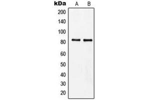 Western blot analysis of MZF1 expression in Raji (A), HeLa (B) whole cell lysates.