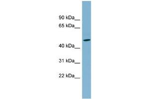 WB Suggested Anti-SLC25A24 Antibody Titration:  0. (SLC25A24 Antikörper  (N-Term))
