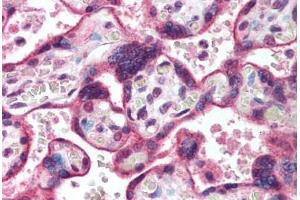 Human Placenta (formalin-fixed, paraffin-embedded) stained with HDAC3 antibody ABIN291844 at 10 ug/ml followed by biotinylated goat anti-rabbit IgG secondary antibody ABIN481713, alkaline phosphatase-streptavidin and chromogen. (HDAC3 Antikörper  (AA 2-17))