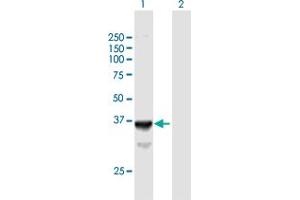 Western Blot analysis of SLC25A3 expression in transfected 293T cell line by SLC25A3 MaxPab polyclonal antibody. (SLC25A3 Antikörper  (AA 1-361))