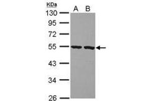Image no. 1 for anti-Peptidase Inhibitor 16 (PI16) (AA 1-152) antibody (ABIN1500193) (PI16 Antikörper  (AA 1-152))