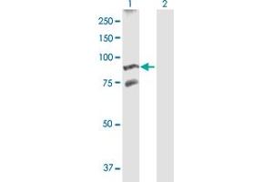 Western Blot analysis of GARS expression in transfected 293T cell line by GARS MaxPab polyclonal antibody.