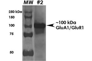 Western Blot analysis of Rat Brain Membrane showing detection of ~100 kDa GluA1-GluR1 protein using Mouse Anti-GluA1-GluR1 Monoclonal Antibody, Clone S355-1 . (Glutamate Receptor 1 Antikörper  (AA 1-389) (HRP))