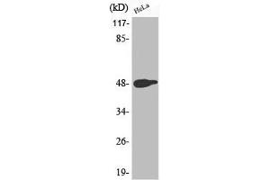 Western Blot analysis of HeLa cells using Phospho-AP-1 (T239) Polyclonal Antibody (C-JUN Antikörper  (pThr239))
