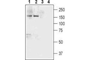 Western blot analysis of rat brain (lanes 1 and 3) and mouse brain (lanes 2 and 4) lysates: - 1,2. (Neurexin 1 Antikörper  (Extracellular, N-Term))