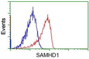 Image no. 3 for anti-SAM Domain and HD Domain 1 (SAMHD1) antibody (ABIN1500801) (SAMHD1 Antikörper)
