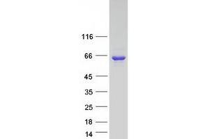 Validation with Western Blot (LGSN Protein (Transcript Variant 1) (Myc-DYKDDDDK Tag))