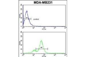 AHSA1 Antibody (N-term) (ABIN389425 and ABIN2839507) flow cytometric analysis of MDA-M cells (bottom histogram) compared to a negative control cell (top histogram).