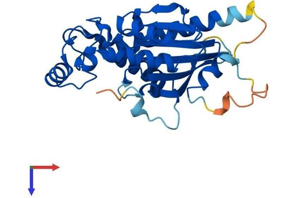 TIGAR Protein (AA 1-270) (His tag)