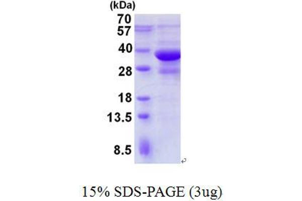 SH3GLB1 Protein (His tag)