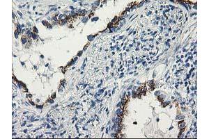 Image no. 7 for anti-Tubulin tyrosine Ligase-Like Family, Member 12 (TTLL12) antibody (ABIN1499030) (TTLL12 Antikörper)