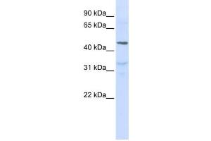 Western Blotting (WB) image for anti-Interleukin 28 Receptor, alpha (Interferon, lambda Receptor) (IL28RA) antibody (ABIN2459163) (IL28RA Antikörper)