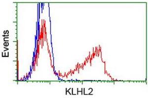 HEK293T cells transfected with either RC205347 overexpress plasmid (Red) or empty vector control plasmid (Blue) were immunostained by anti-KLHL2 antibody (ABIN2453211), and then analyzed by flow cytometry. (KLHL2 Antikörper  (AA 1-100, AA 494-593))
